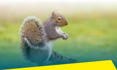 Squirrel Control