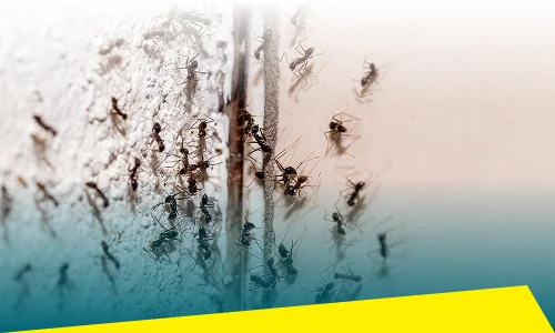 Ant Control