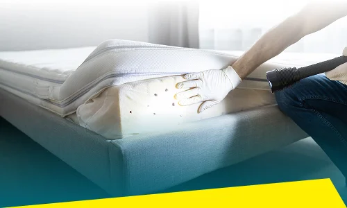 Bed Bug Control