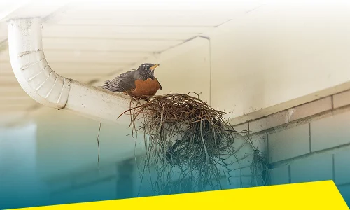 Bird Control