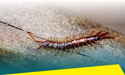 Centipede & Millipede Control
