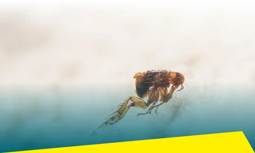 Flea Control