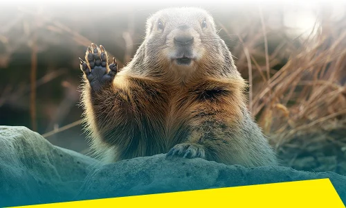 Groundhog Control