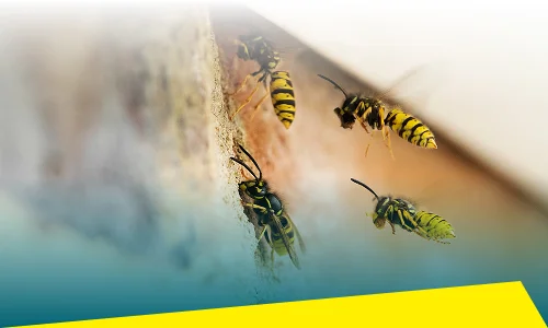 Stinging Insect Control