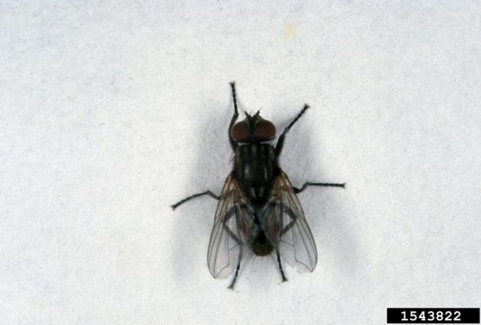 house fly