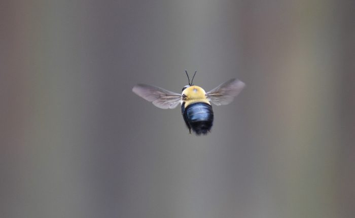 carpenter bee