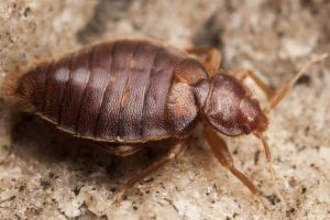 A brown bug on a rock