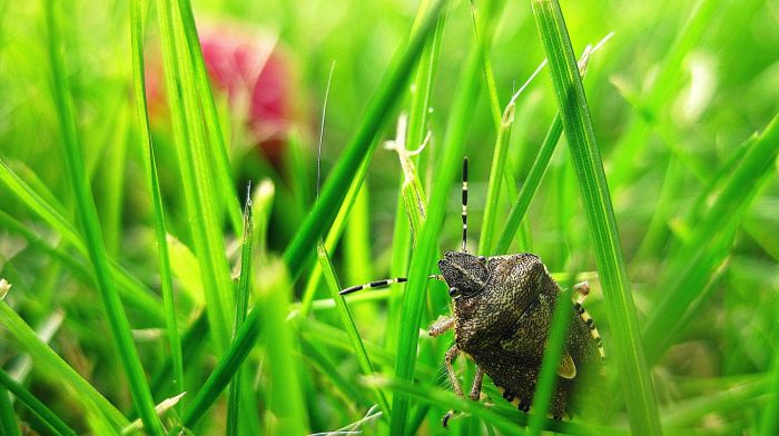 A stink bug in the green grass