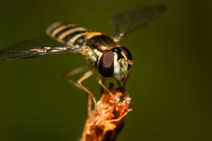 bee