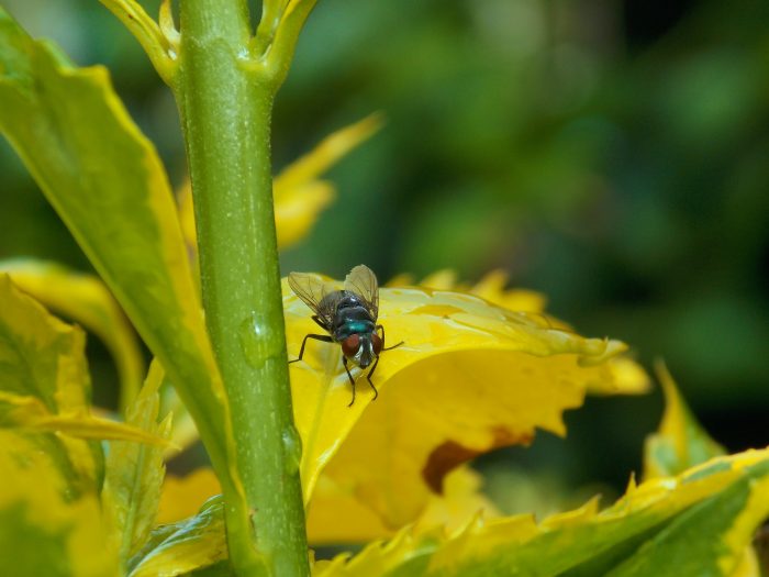 house fly