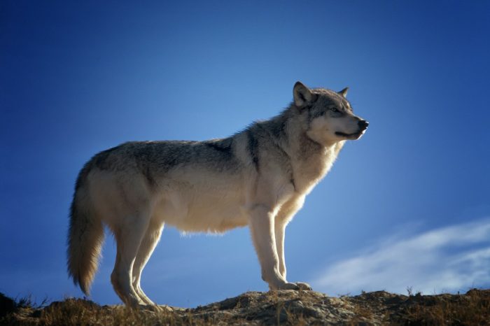 A coyote on a tall rock