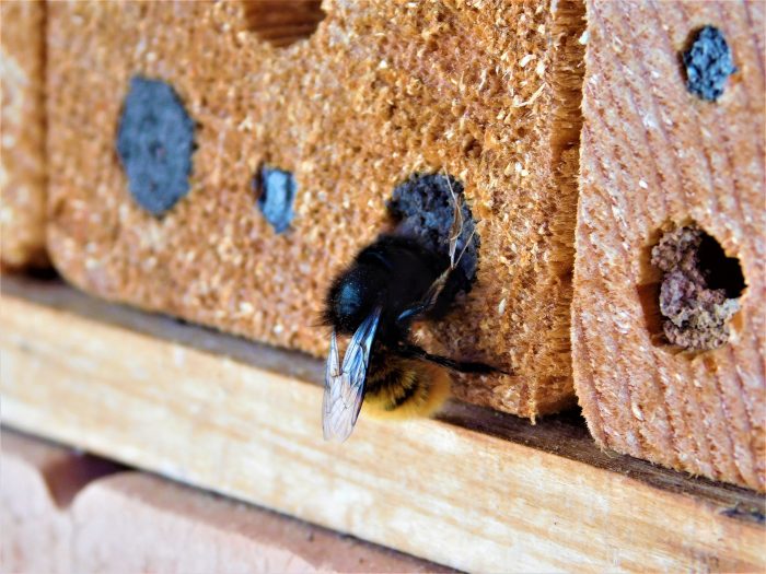 carpenter bee hole