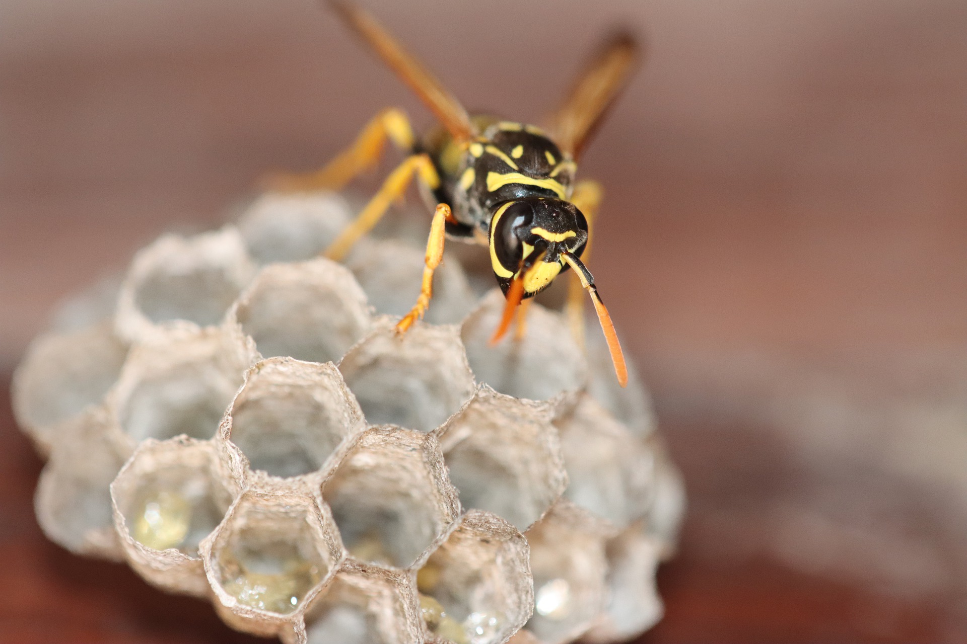 wasp