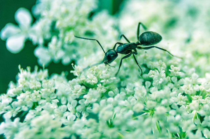 Carpenter Ant In New England_Graphic