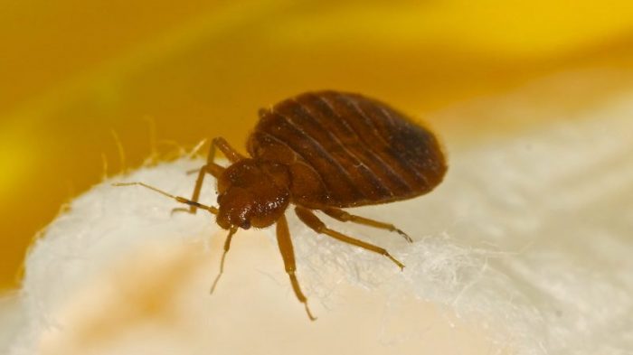 A brown bug with 6 legs