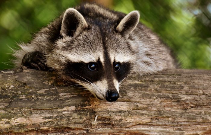 A raccoon leaning over a tree log