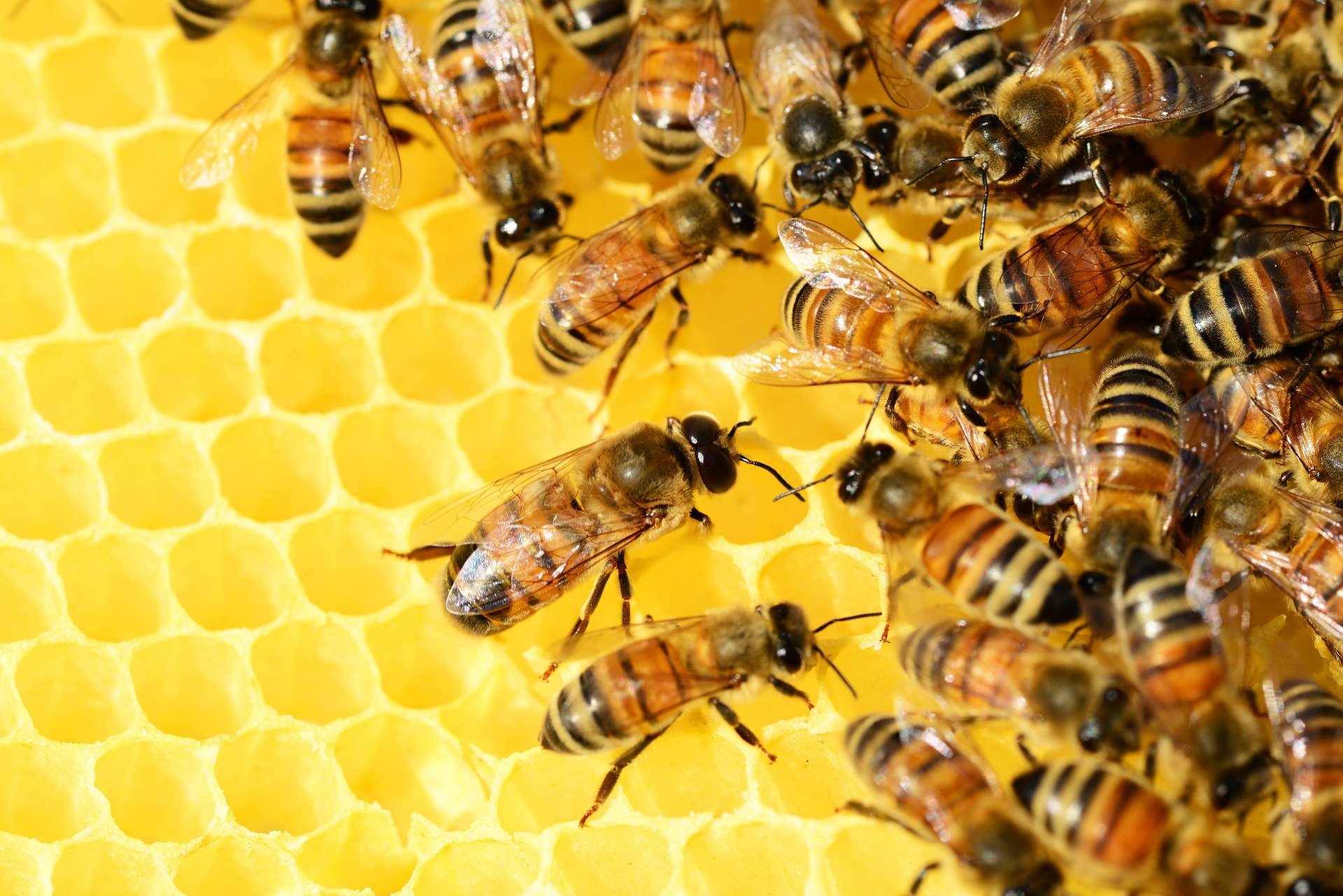 honeybees
