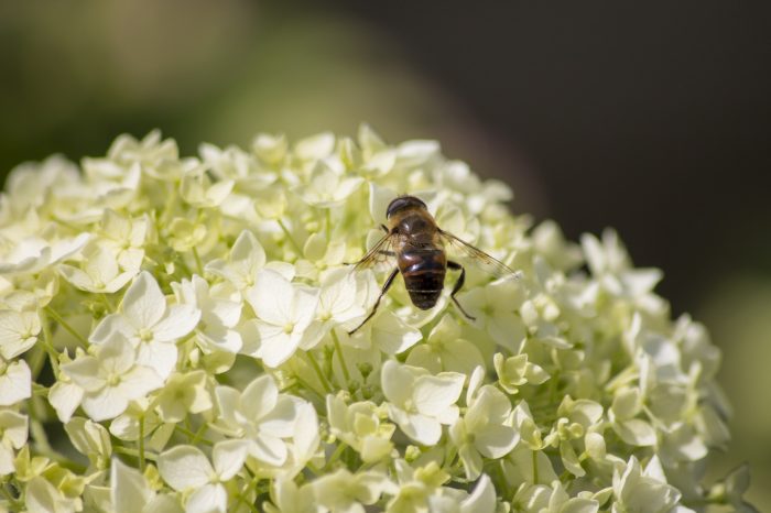 A bee on a white and light-yellow flower