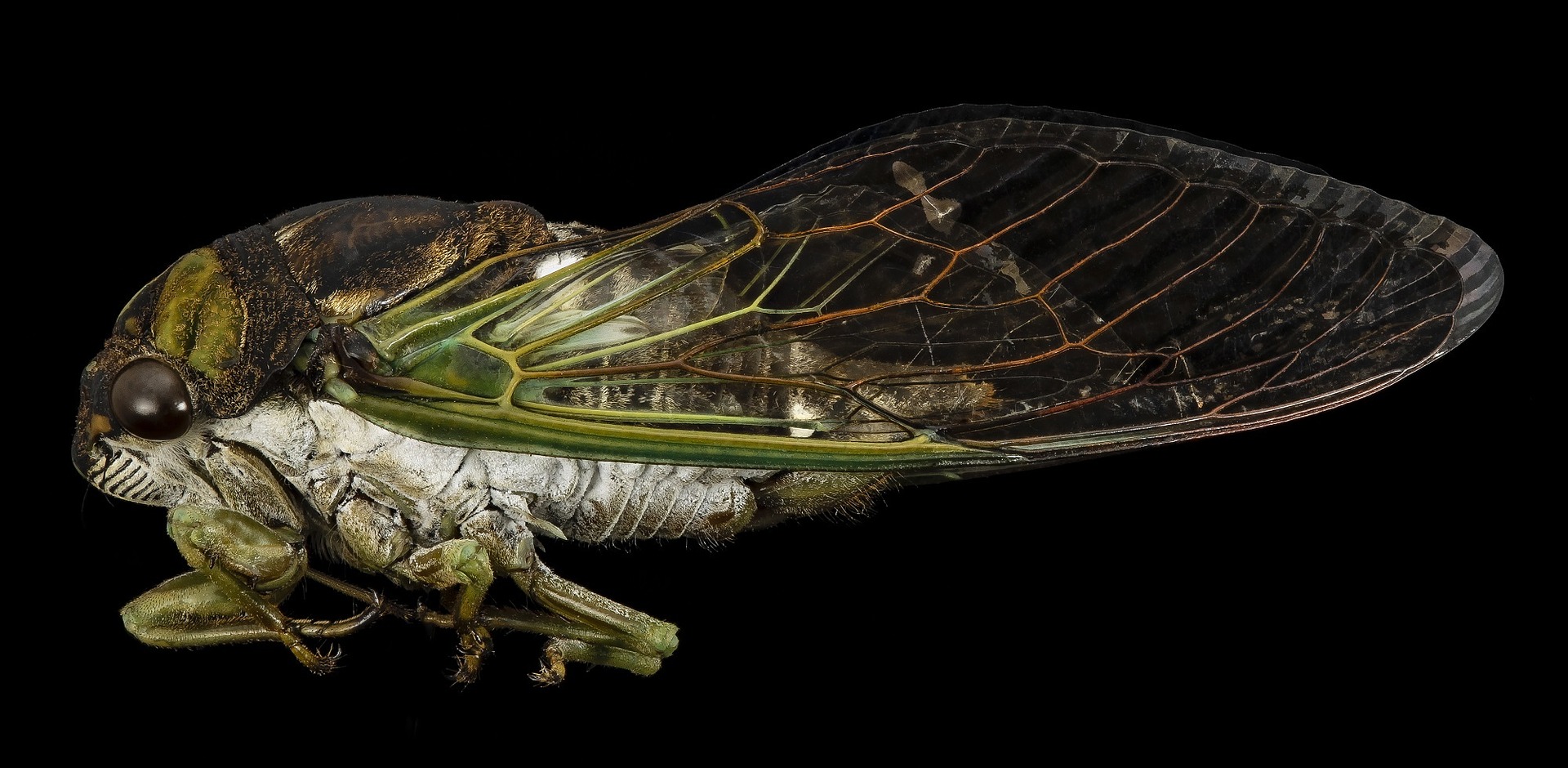 cicadas