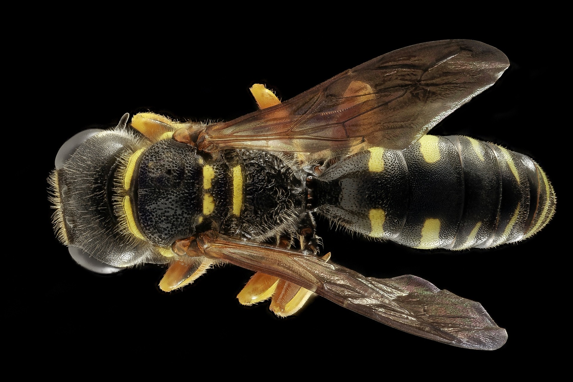 wasps