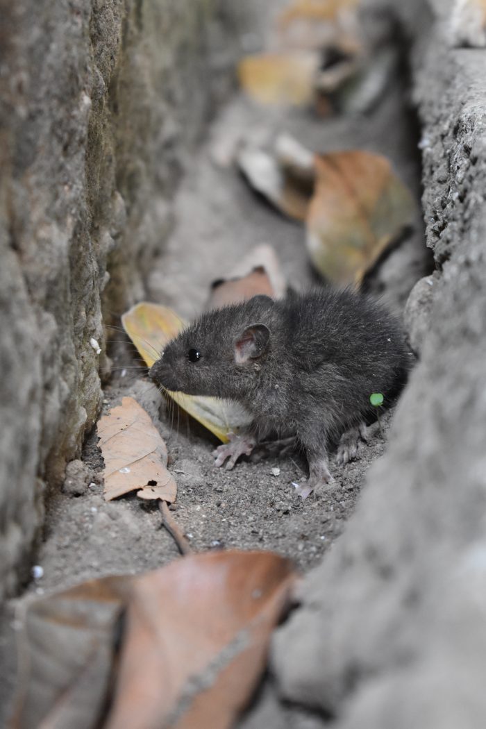 mouse