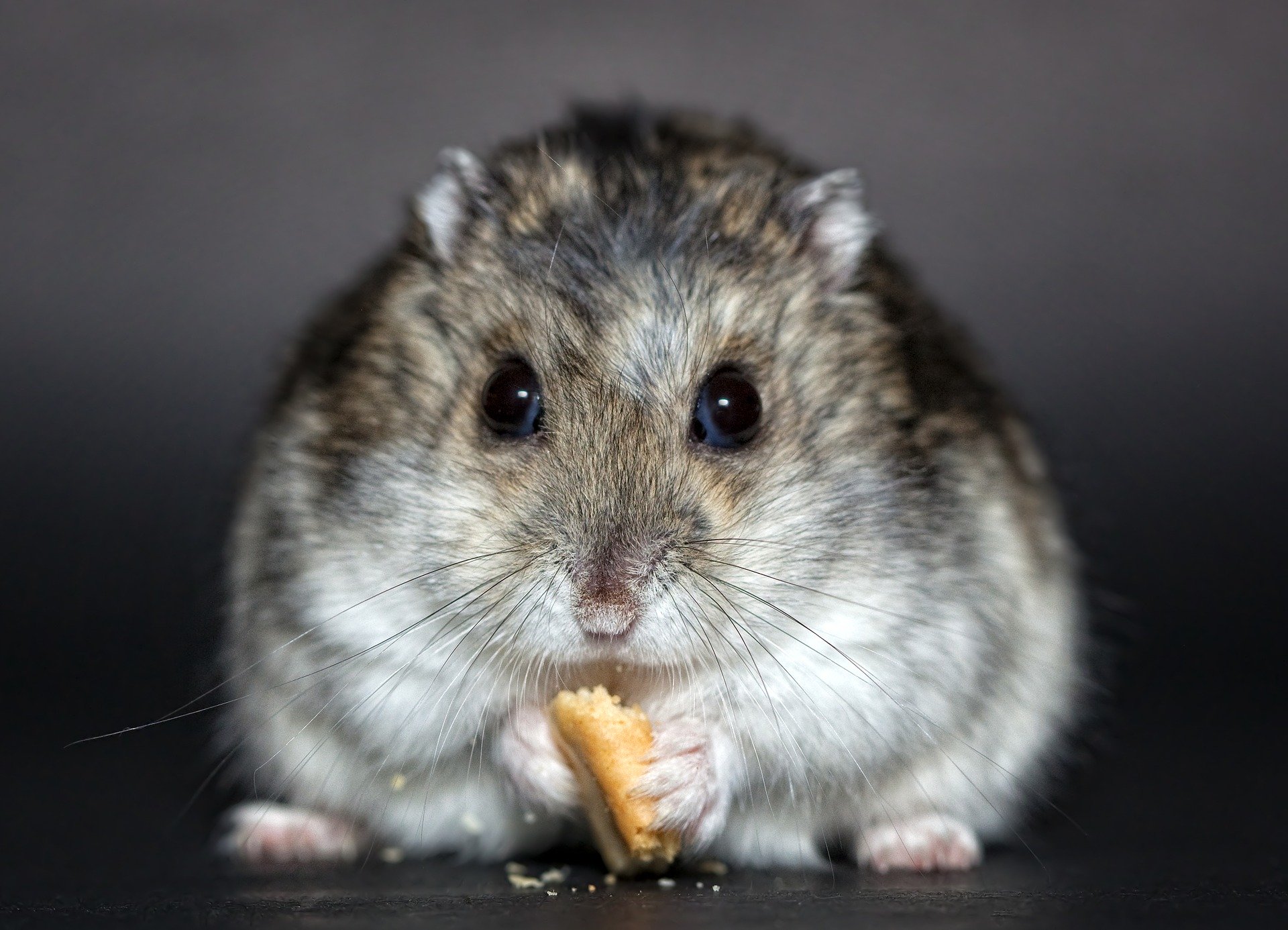 rodent