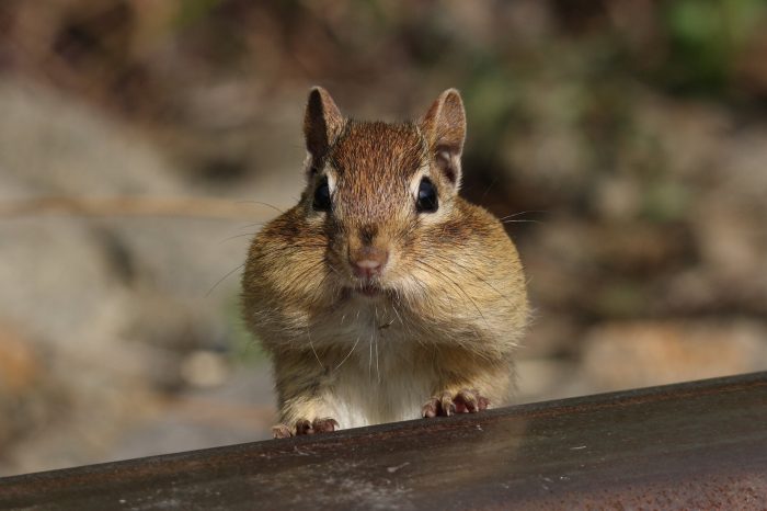 chipmunk with a mouth full of nuts