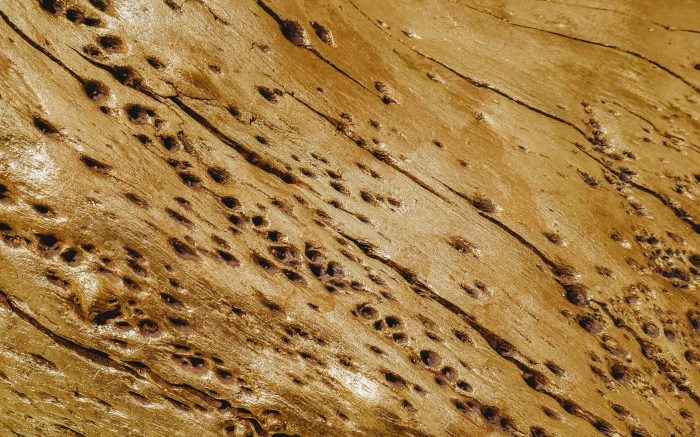 termites
