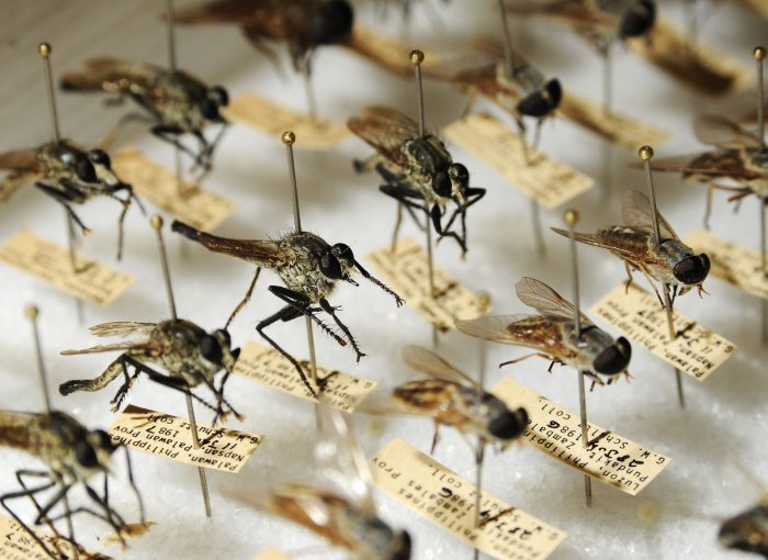 insects