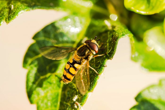 A stinging bee on a green leaf