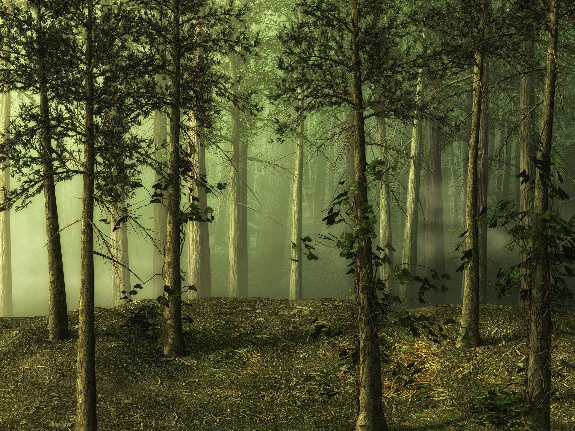 woods