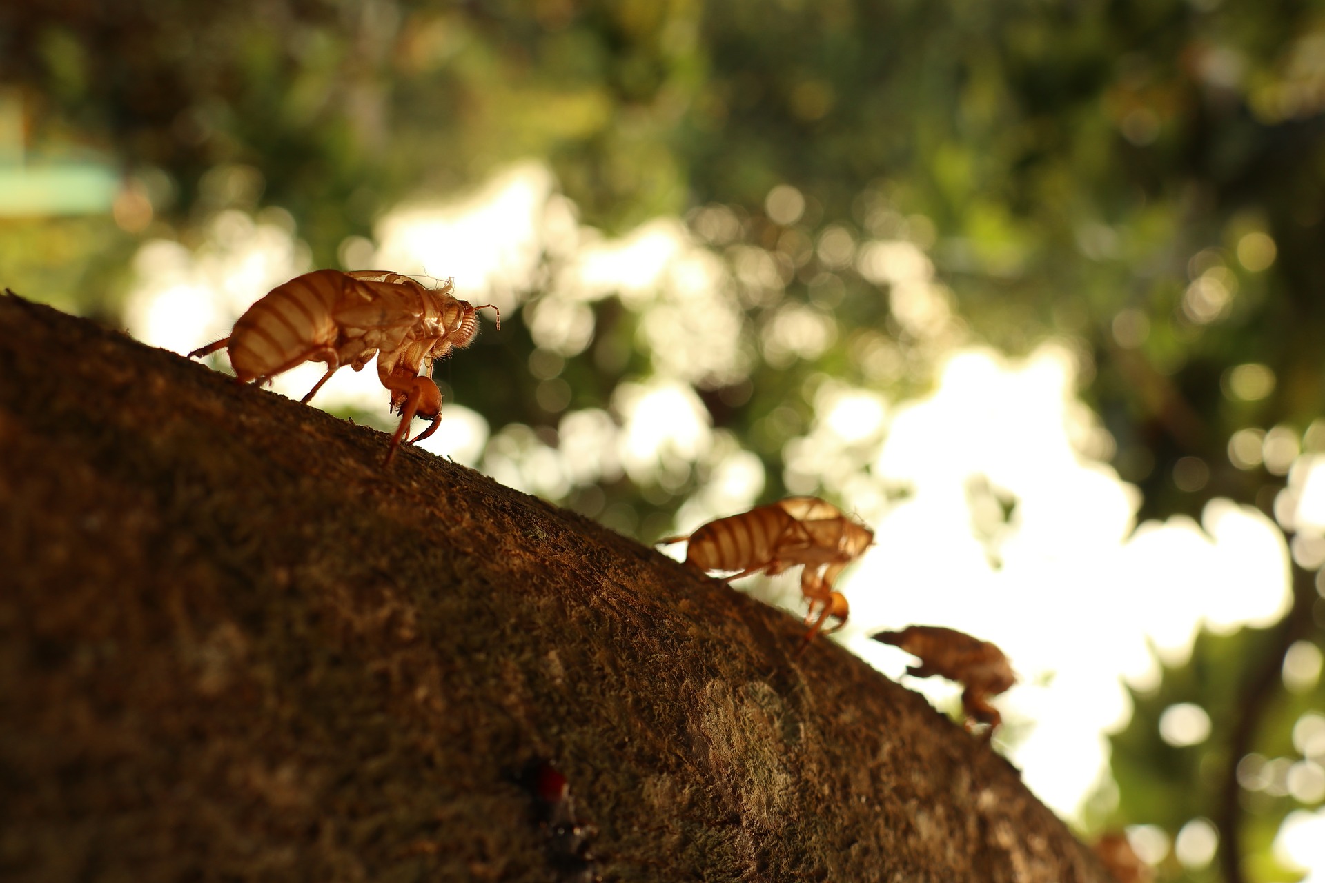 three cicadas
