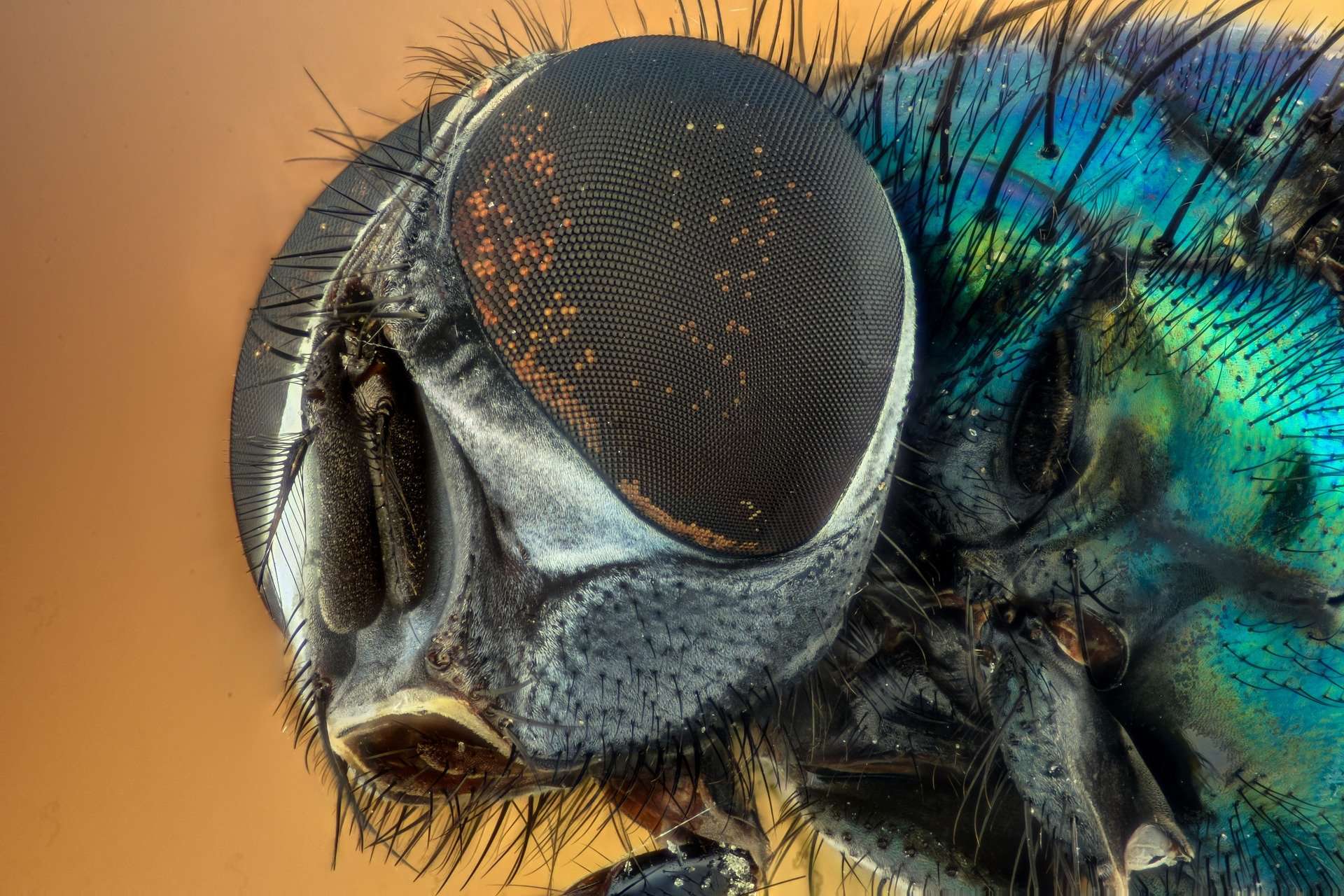 fly