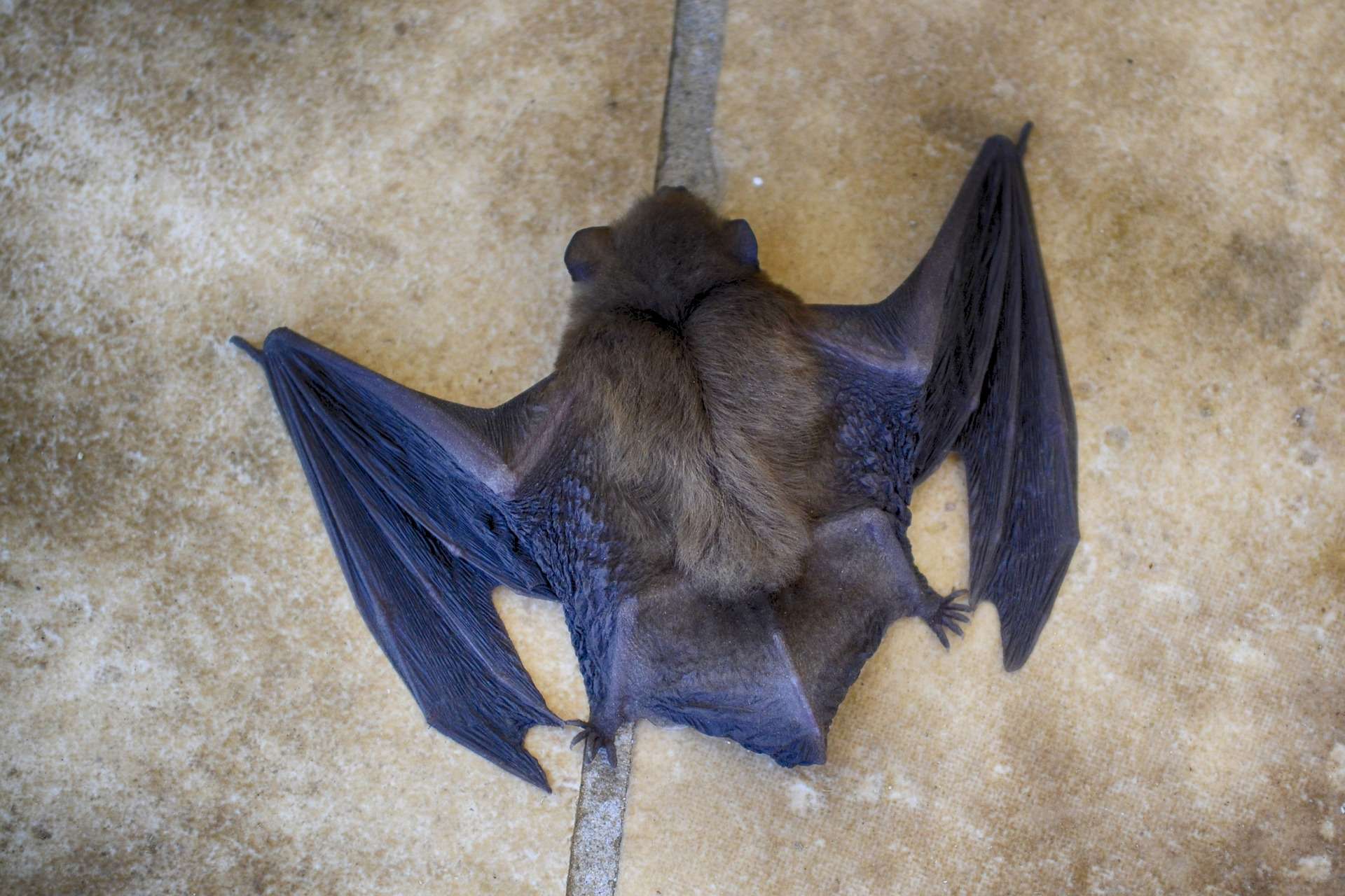 bat up close