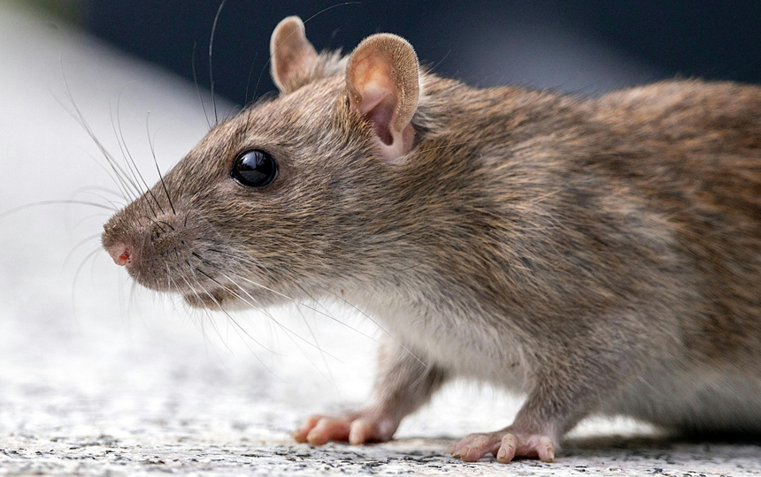 Eek! There Are Rodents in My Home! How to Take Action Before They Take Up Residence in Your Residence.