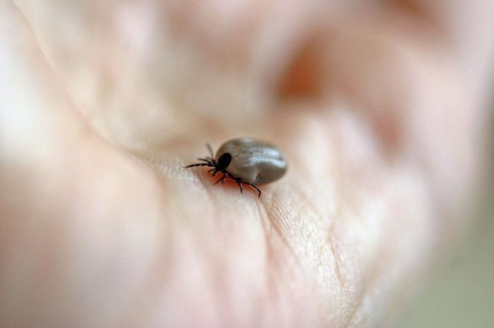 enlarged tick