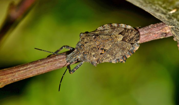 stink bug on a branch
