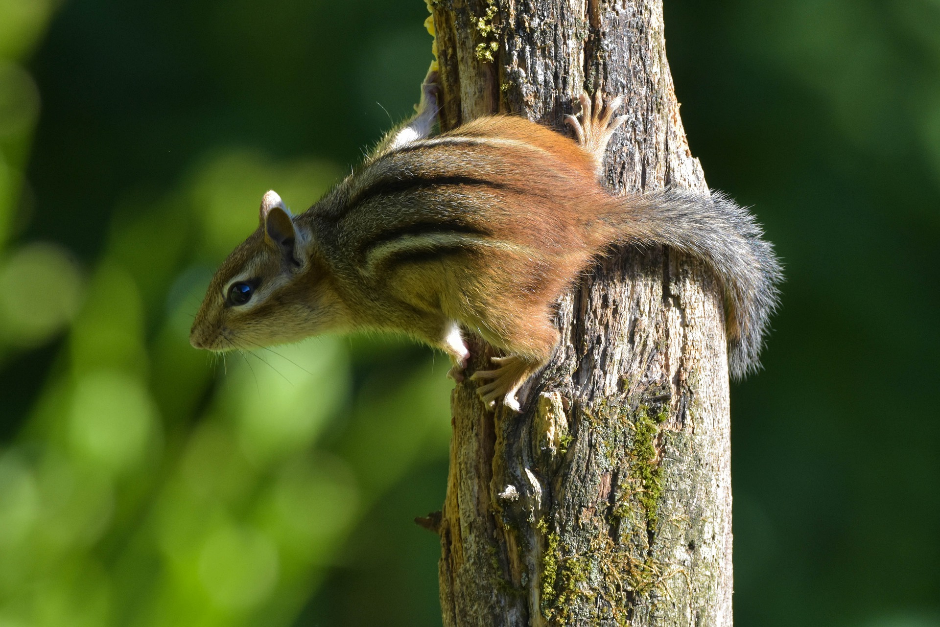 chipmunk animal profile