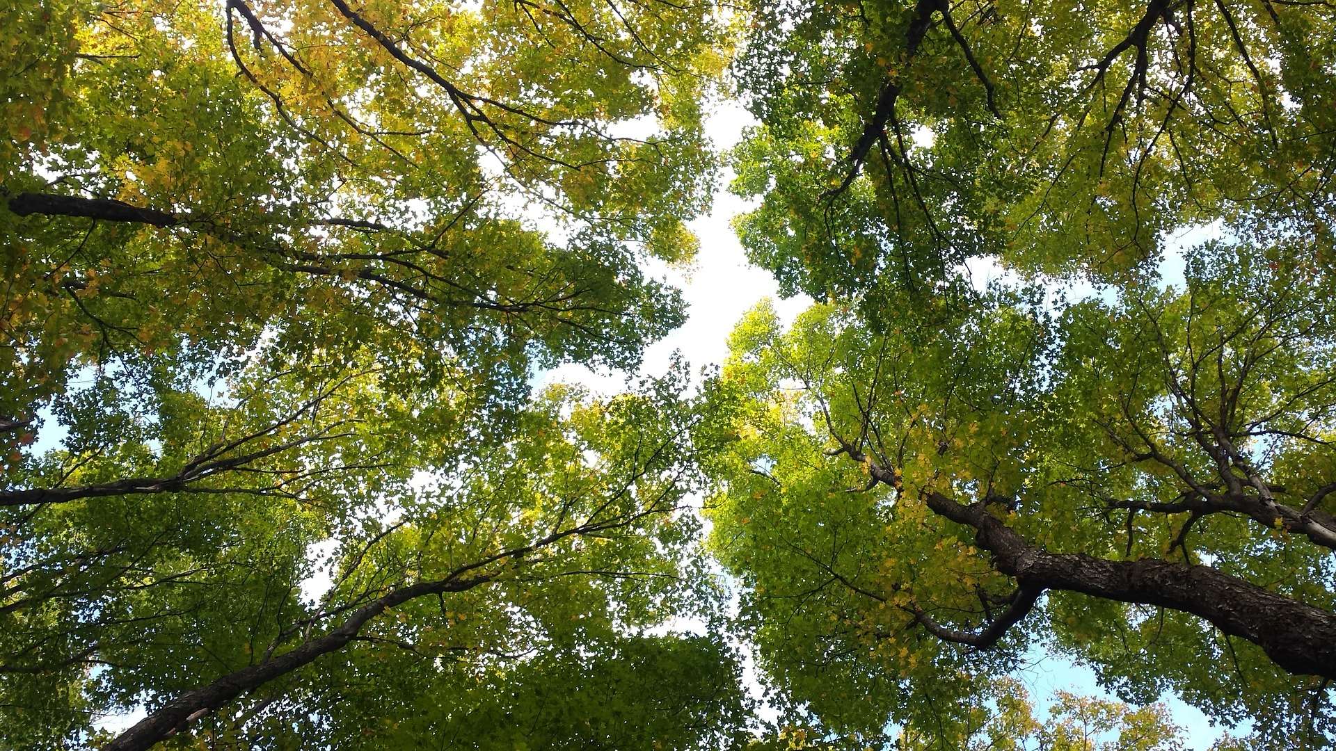 thickly wooded forest