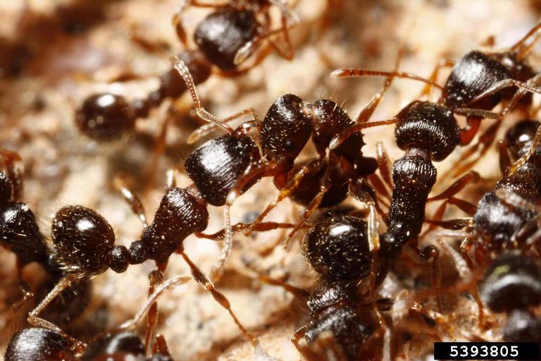 ant