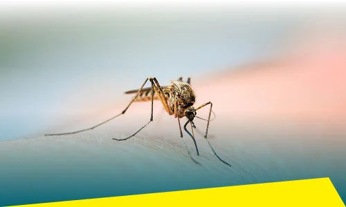 Mosquito Control