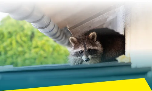 Raccoon Control
