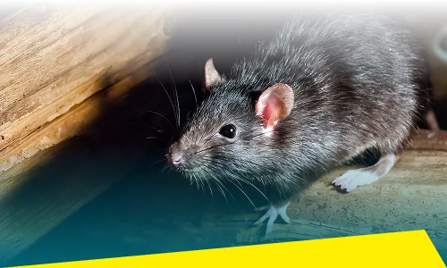 Rodent Control