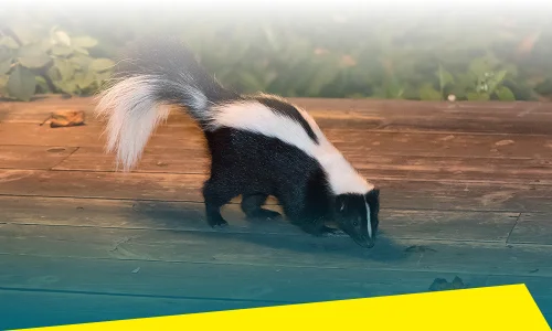 Skunk Control