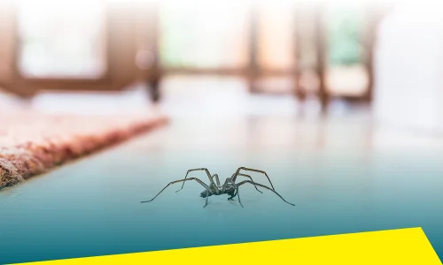 Spider Control