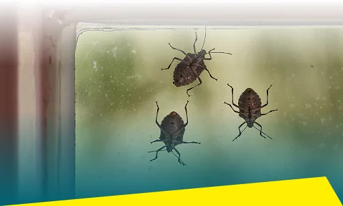 Stinkbug Control
