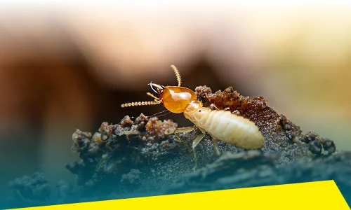 Termite Control