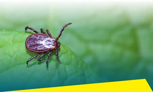 Tick Control