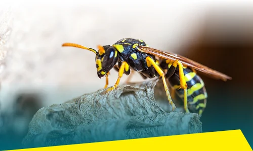 Wasp, Hornet and Yellow Jacket Control